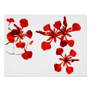 Poster Royal Poinciana