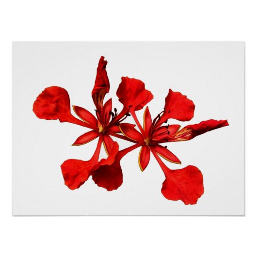 Poster Royal Poinciana (Vorderseite)
