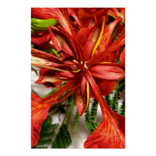 Poster Royal Poinciana (Vorderseite)