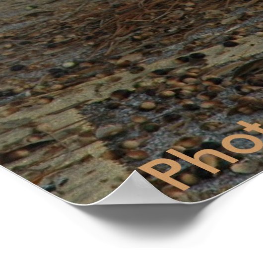 Poster / Sandhill Crane (Ecke)