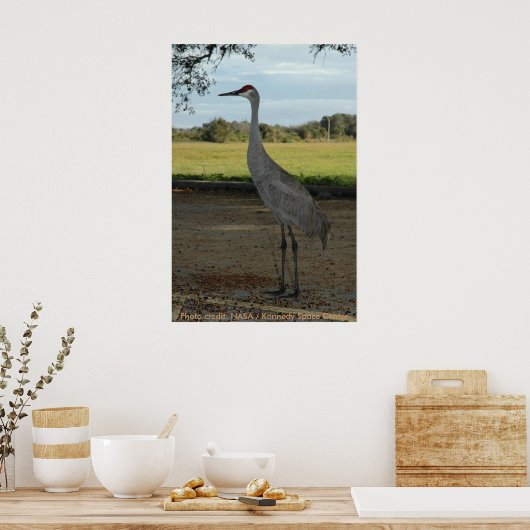 Poster / Sandhill Crane (Küche)