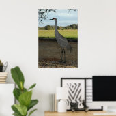 Poster / Sandhill Crane (Heimbüro)