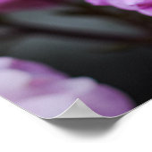 Poster Sanfte rosa Rosen (Ecke)