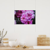 Poster Sanfte rosa Rosen  (Küche)