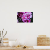 Poster Sanfte rosa Rosen (Küche)