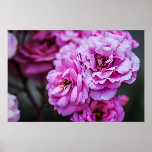 Poster Sanfte rosa Rosen (Vorne)