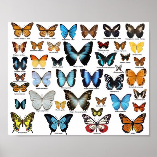 Poster - Schmetterlingssammlung 2 (Vorne)