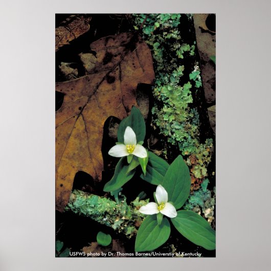 Poster/Schneestube Poster (Vorne)