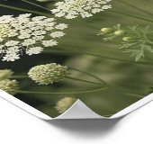 Poster Schöne Königin Anne's Spitzen Blume Kunst (Ecke)