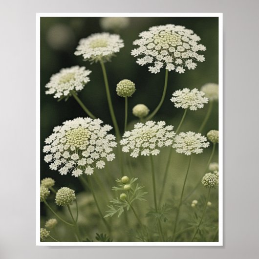 Poster Schöne Königin Anne's Spitzen Blume Kunst (Vorne)