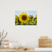 Poster - Schönes Sonnenblumenfeld  (Küche)