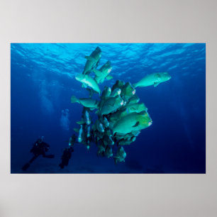 Poster "School of Bumphead Parrot Fish"