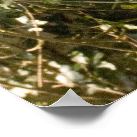 Poster - Schottische Wildkatze (Ecke)