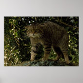 Poster - Schottische Wildkatze (Vorne)