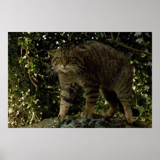 Poster - Schottische Wildkatze (Vorne)