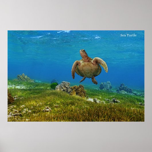 Poster Sea Turtle (Vorne)