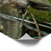 Poster Shelf Fungus auf Baumstumpf (Ecke)