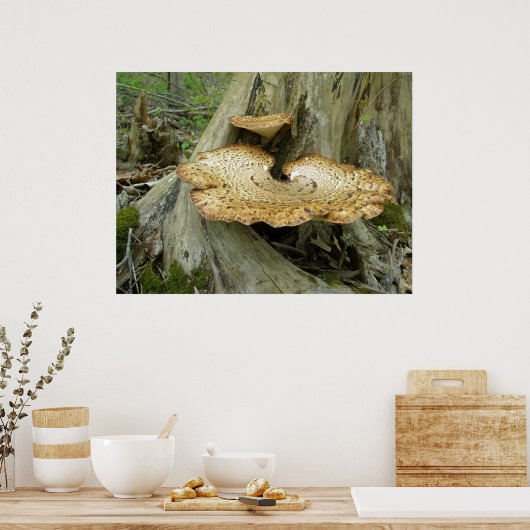 Poster Shelf Fungus auf Baumstumpf (Küche)