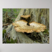 Poster Shelf Fungus auf Baumstumpf (Vorne)
