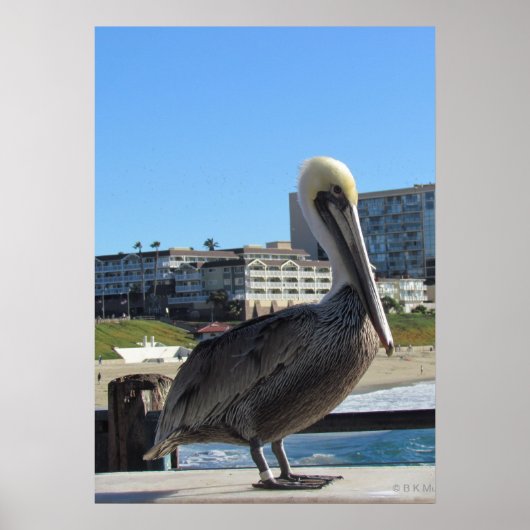 Poster - Single Pelican am Pier (Vorne)
