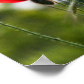 Poster - Sonnenbeschienene Wilde Mohnblumen (Ecke)