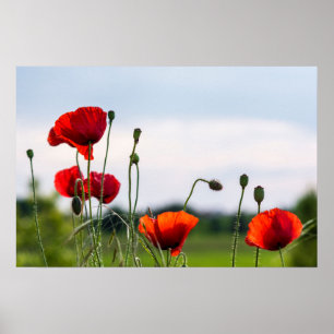 Poster - Sonnenbeschienene Wilde Mohnblumen