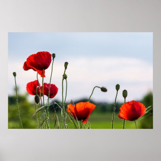 Poster - Sonnenbeschienene Wilde Mohnblumen (Vorne)