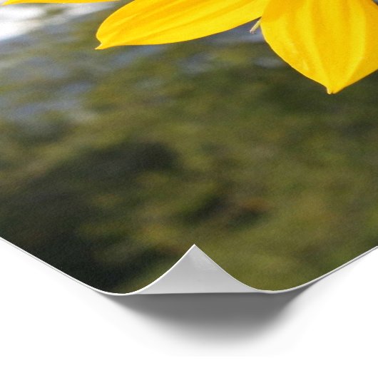 Poster - Sonnenblume (Ecke)