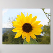 Poster - Sonnenblume (Vorne)