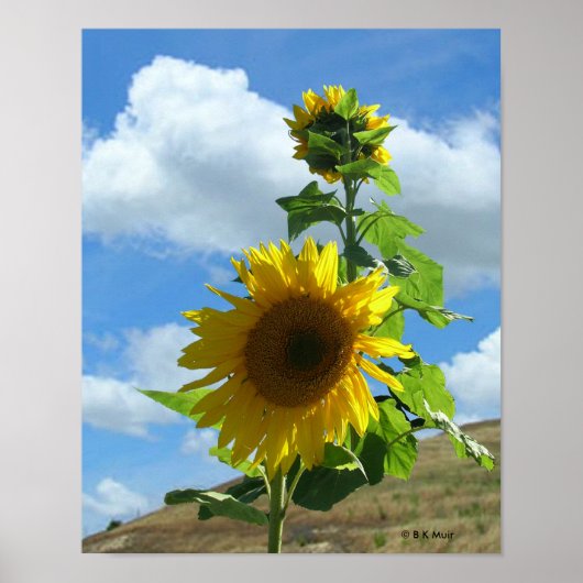 Poster - Sonnenblume (Vorne)