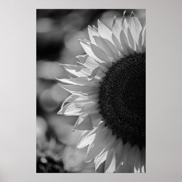 Poster Sonnenblume auf dem Feld BW