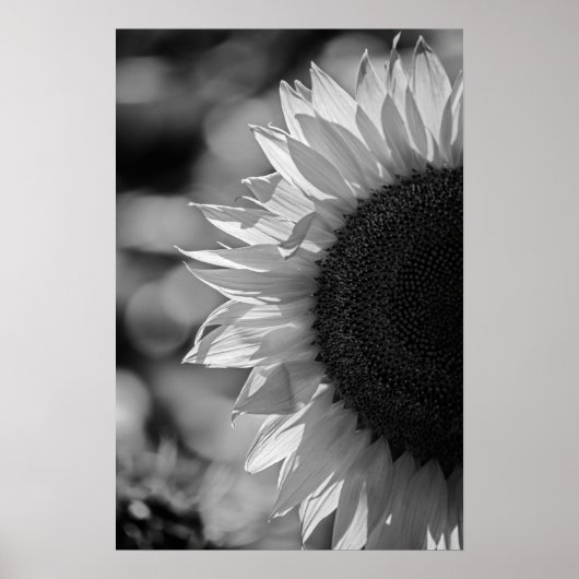 Poster Sonnenblume auf dem Feld BW (Vorne)