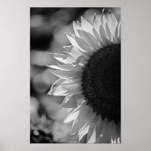 Poster Sonnenblume auf dem Feld BW