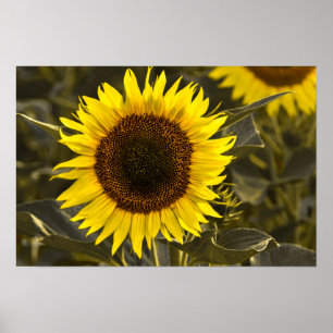 Poster Sonnenblume auf dem Feld Fotografie
