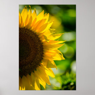 Poster Sonnenblume auf dem Feld Fotografie