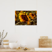 Poster Sonnenblume Eleganz (Küche)