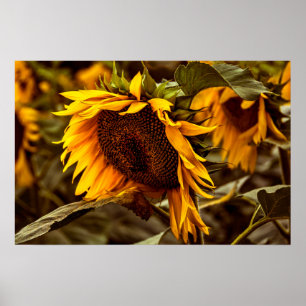 Poster Sonnenblume Eleganz