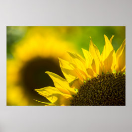 Poster Sonnenblume Eleganz