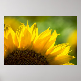 Poster Sonnenblume Floral Naturfotografie