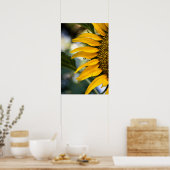 Poster Sonnenblume mit Regentropfen Foto (Küche)