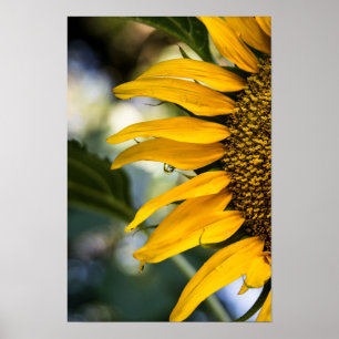 Poster Sonnenblume mit Regentropfen Foto