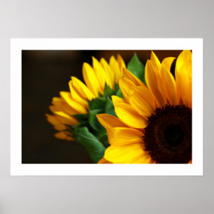 Poster Sonnenblumen