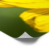 Poster - Sonnenblumen-Rückansicht (Ecke)