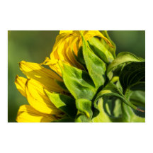 Poster - Sonnenblumen-Rückansicht