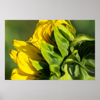 Poster - Sonnenblumen-Rückansicht