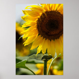 Poster - Sonnenblumen Sommer Vibranz