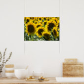 Poster Sonnenblumenfeld Fotografie (Küche)