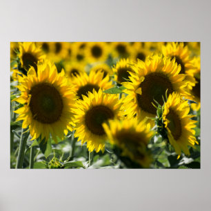 Poster Sonnenblumenfeld Fotografie