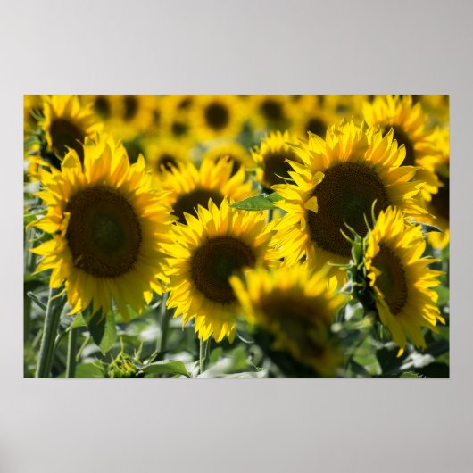 Poster Sonnenblumenfeld Fotografie (Vorne)
