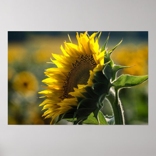 Poster - Sonnenblumenfeld Rätsel (Vorne)